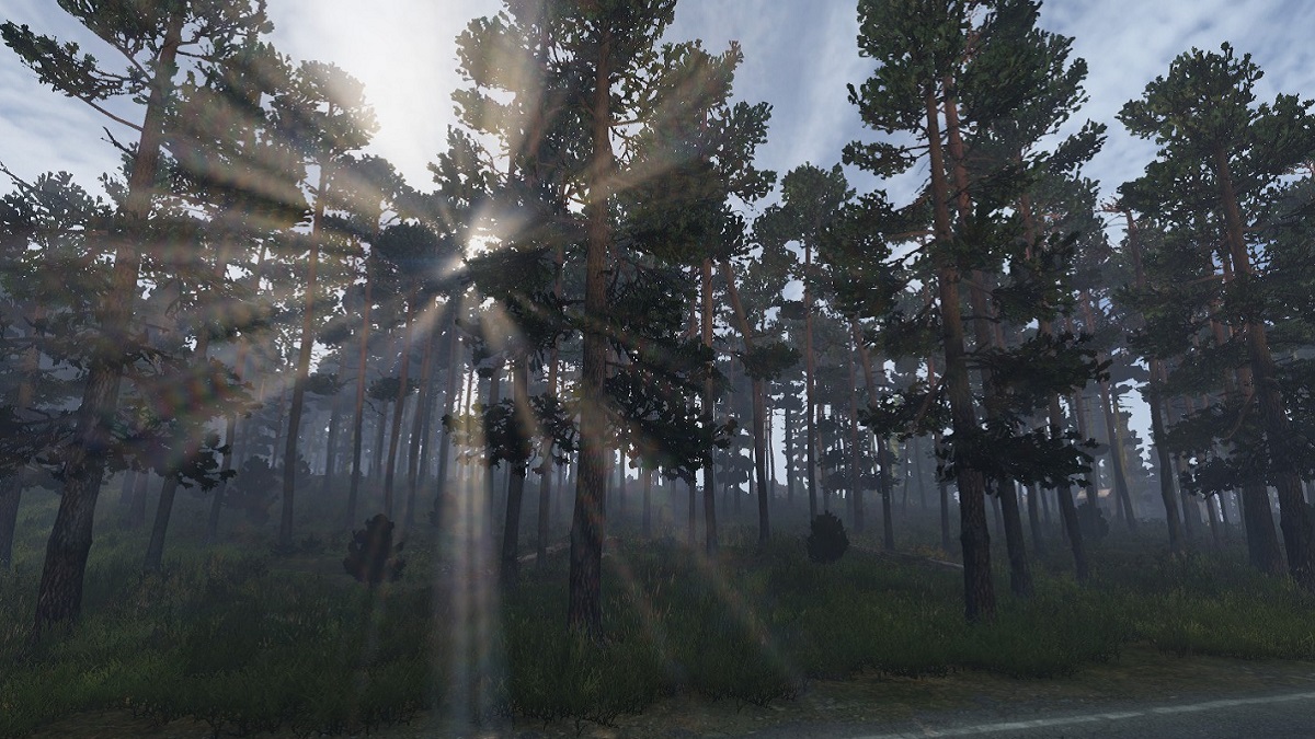 DayZ: sun rays coming through some trees in the late afternoon light.