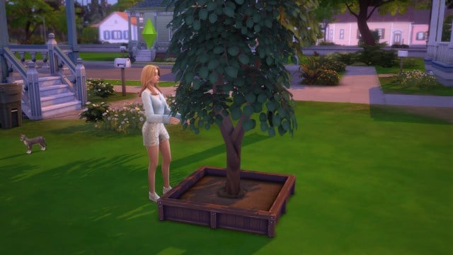 A Sim with their Pomegranate tree