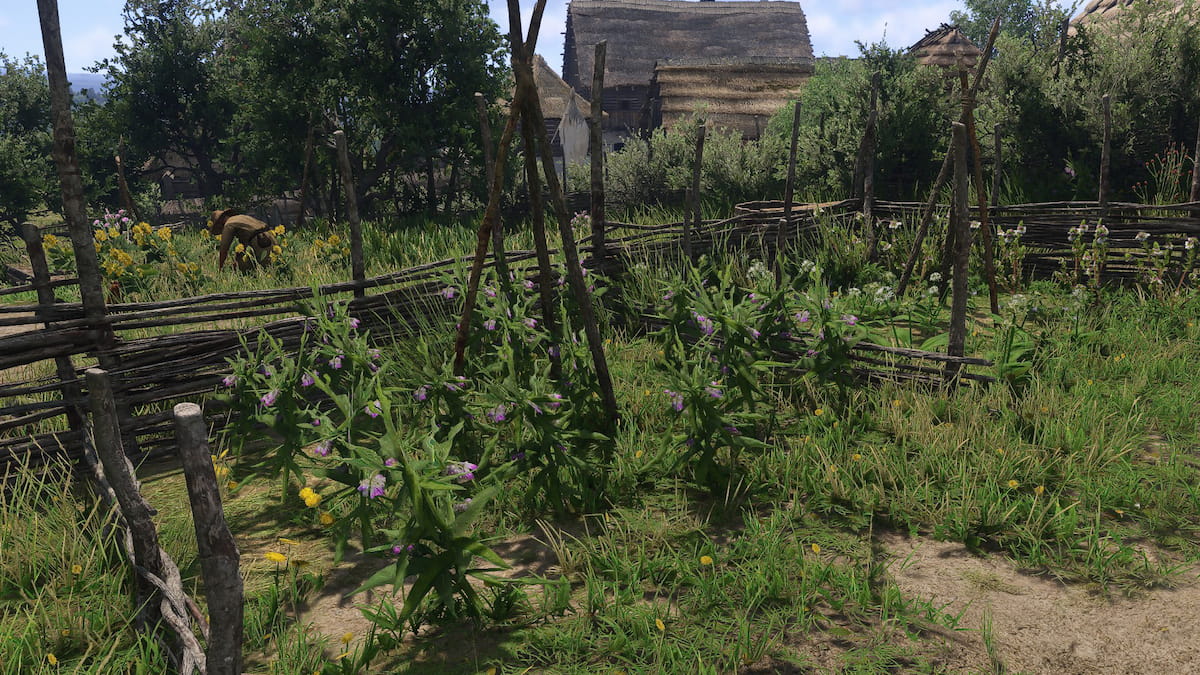 Kingdom Come Deliverance 2 Comfrey in Apothecary's herb garden